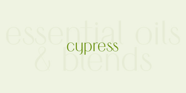 Shop online for the best cypress essential oil and blends