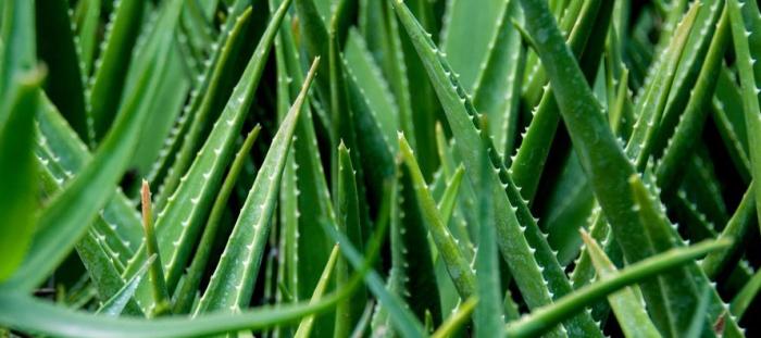 Can I mix essential oils with aloe vera gel? Find out if it's safe or not.