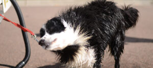 FAQ: Can I use organic shampoo & conditioner to wash my dogs?